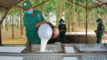 Ngày 4/1: Giá sao su thế giới giảm hơn 1%, trong nước kéo dài đà đi ngang