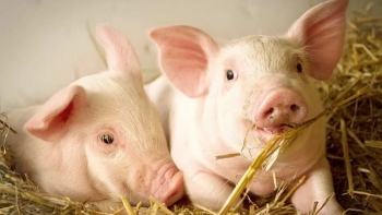 Ngày 9/1: Giá heo hơi lập đỉnh mới ở mốc 71.000 đồng/kg