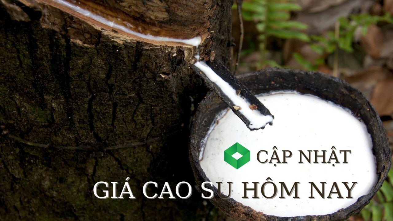 Ngày 10/1: Giá cao su thế giới giằng co trong biên độ hẹp