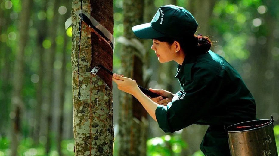 Ngày 12/1: Giá cao su trên các sàn giao dịch chủ chốt châu Á phân hóa mạnh