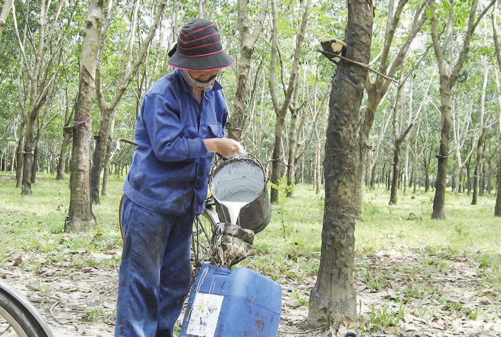Dự báo giá cao su đầu năm đi ngang hoặc suy giảm nhẹ