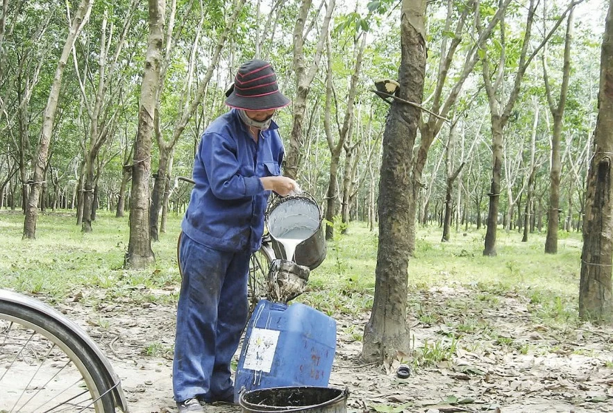 Dự báo giá cao su đầu năm đi ngang hoặc suy giảm nhẹ