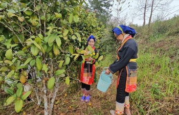 Quảng Ninh phát huy hiệu quả nguồn vốn tín dụng chính sách