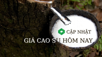 Ngày 18/1: Giá cao su tại các thị trường chính giảm