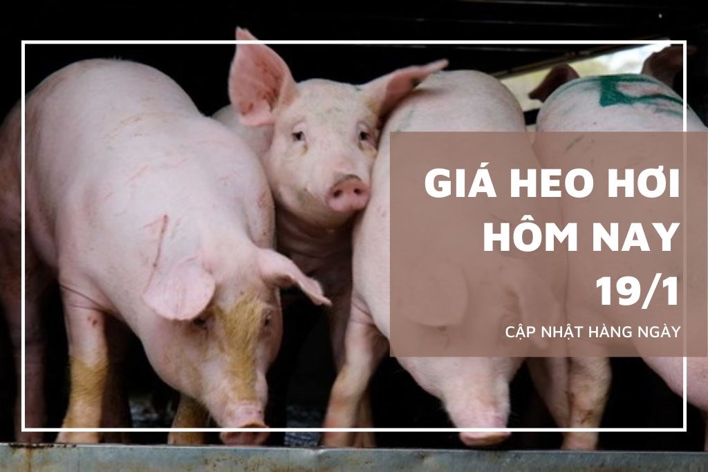 Ngày 19/1: Giá heo hơi tại miền Nam lập kỷ lục, chạm mốc 72.000 đồng/kg