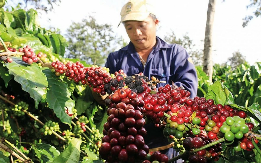 Giá hồ tiêu có nhịp điều chỉnh nhẹ đầu năm 2026 Giá hồ tiêu có nhịp điều chỉnh nhẹ đầu năm 2026
