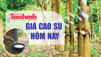 Ngày 23/1: Giá cao su thế giới phục hồi, trong nước đi ngang