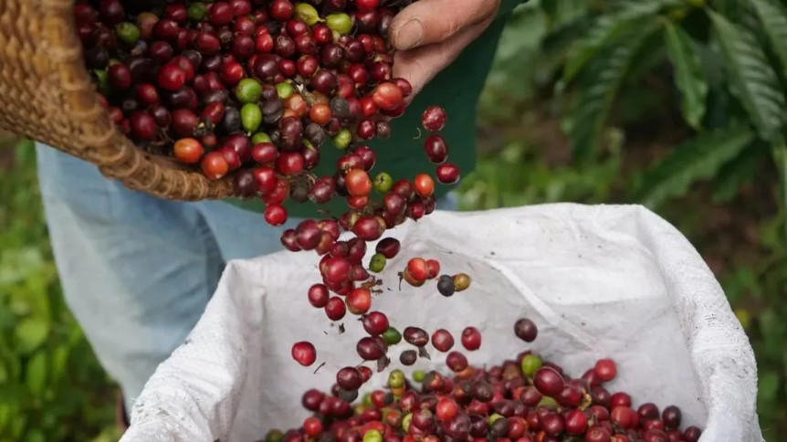 Ngày 23/1: Giá cà phê bật tăng mạnh, hồ tiêu ở mức 148.500 đồng/kg