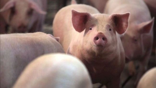 Ngày 26/1: Giá heo hơi tiếp đà tăng tại nhiều địa phương trên cả nước