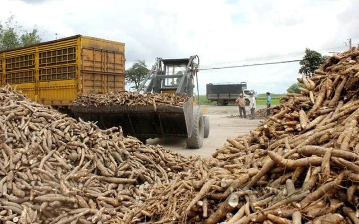 Thúc đẩy truy xuất nguồn gốc sắn, đáp ứng yêu cầu của thị trường quốc tế