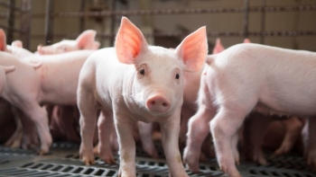 Ngày 29/1: Giá heo hơi chững lại sau chuỗi ngày tăng mạnh
