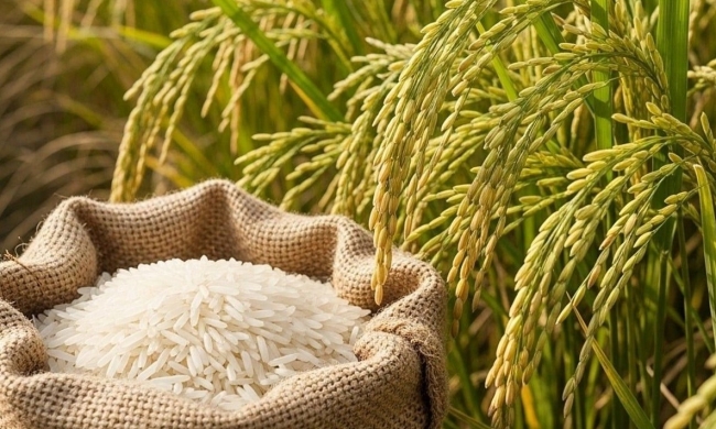 Ngày 30/1: Giá lúa gạo tại Đồng bằng sông Cửu Long bình ổn