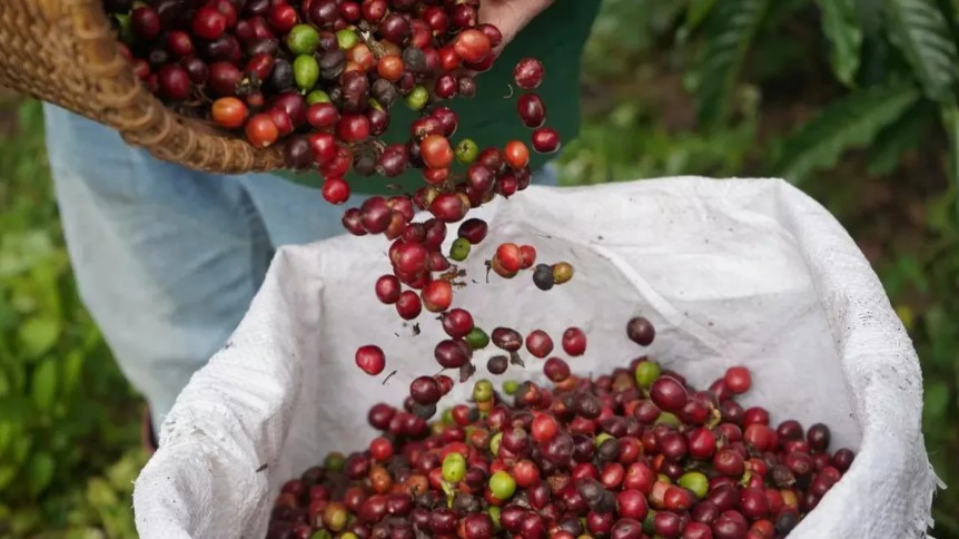 Ngày 30/1: Giá cà phê đảo chiều giảm, hồ tiêu biến động trái chiều