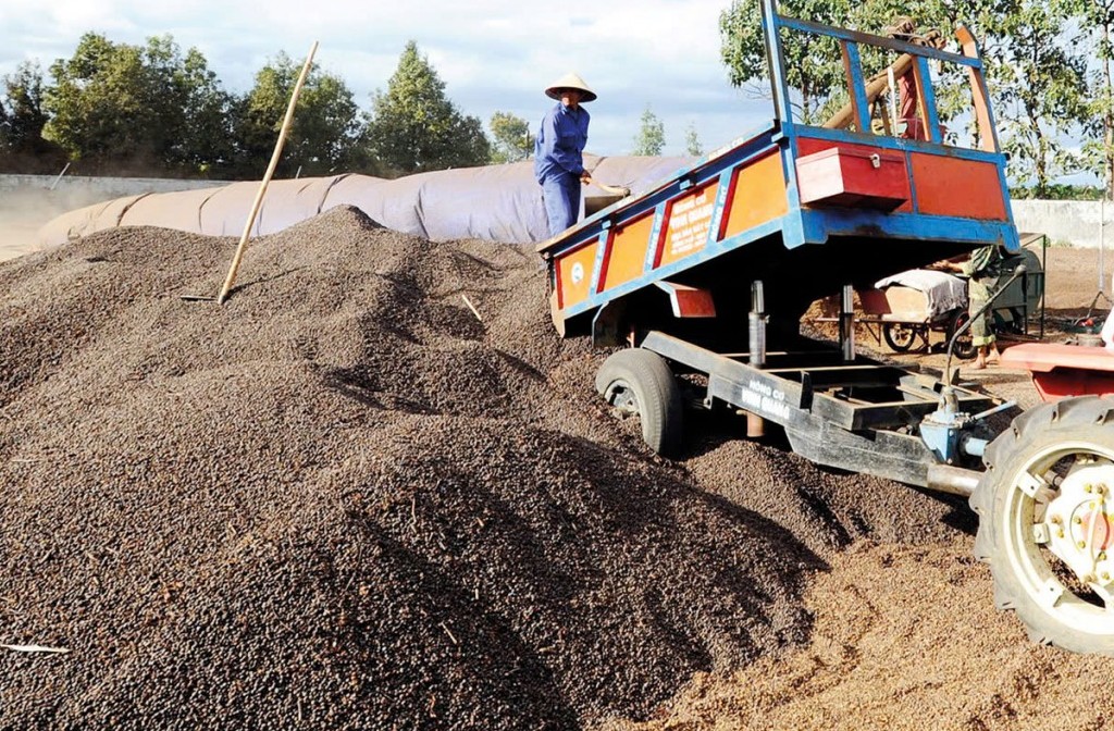 Nhiều tín hiệu hỗ trợ thị trường cà phê khởi sắc