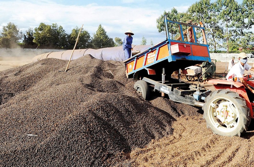 Nhiều tín hiệu hỗ trợ thị trường cà phê khởi sắc Nhiều tín hiệu hỗ trợ thị trường cà phê khởi sắc