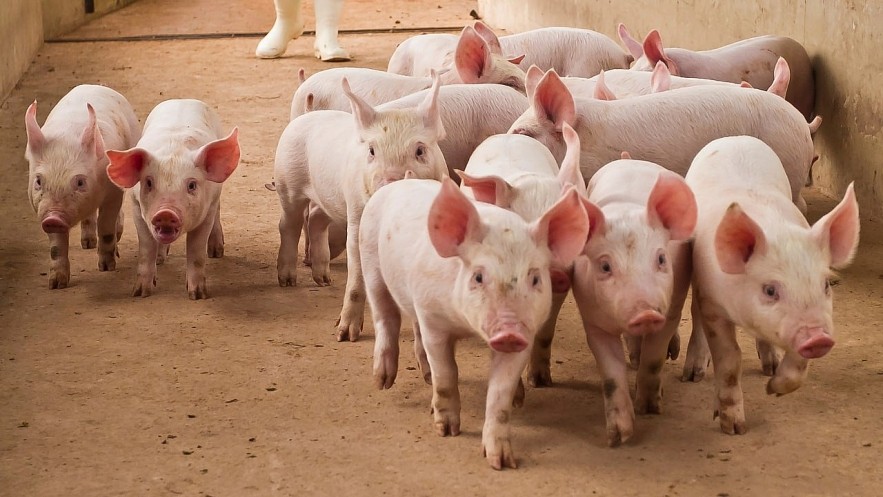 Ngày 31/1: Giá heo trên cả nước dao động trong khoảng 75.000 - 79.000 đồng/kg Ngày 31/1: Giá heo trên cả nước dao động trong khoảng 75.000 - 79.000 đồng/kg