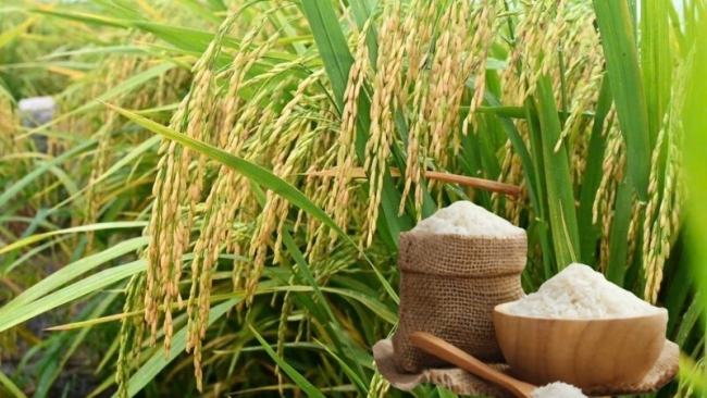 Ngày 1/2: Giá lúa gạo tại Đồng bằng sông Cửu Long đi ngang