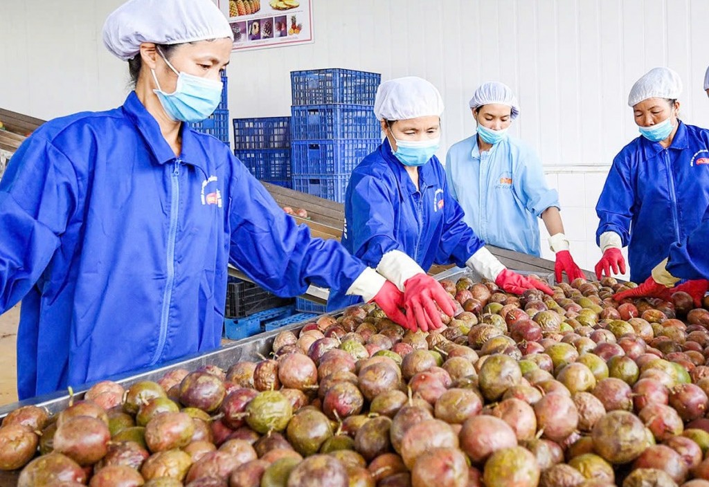 Xuất khẩu rau quả chế biến lần đầu vượt 2 tỷ USD