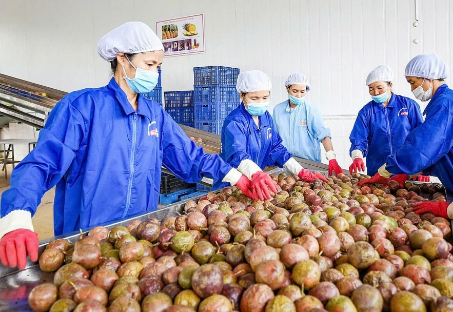 Xuất khẩu rau quả chế biến lần đầu vượt 2 tỷ USD