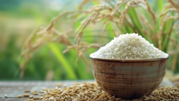 Ngày 9/2: Giá lúa gạo tại Đồng bằng sông Cửu Long đi ngang sáng đầu tuần