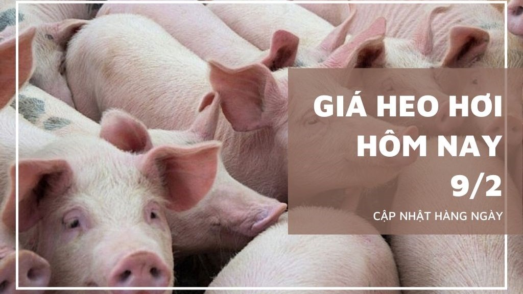 Ngày 9/2: Giá heo tiếp tục giảm tại nhiều địa phương trên cả nước