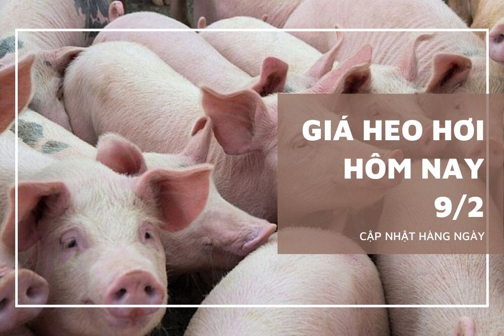Ngày 9/2: Giá heo tiếp tục giảm tại nhiều địa phương trên cả nước