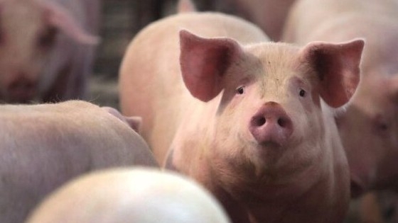 Ngày 10/2: Giá heo hơi tiếp tục xu hướng đi xuống