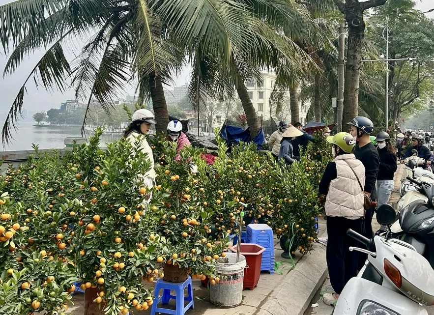 undefined Đào quất xuống phố, Hà Nội rực rỡ sắc Xuân Bính Ngọ