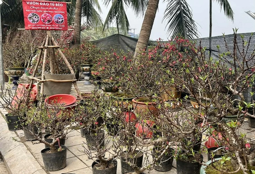 undefined Đào quất xuống phố, Hà Nội rực rỡ sắc Xuân Bính Ngọ