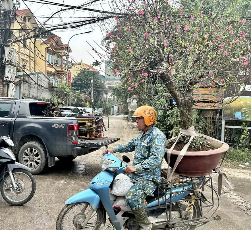 undefined Đào quất xuống phố, Hà Nội rực rỡ sắc Xuân Bính Ngọ