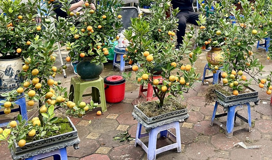 Đào quất xuống phố, Hà Nội rực rỡ sắc Xuân Bính Ngọ