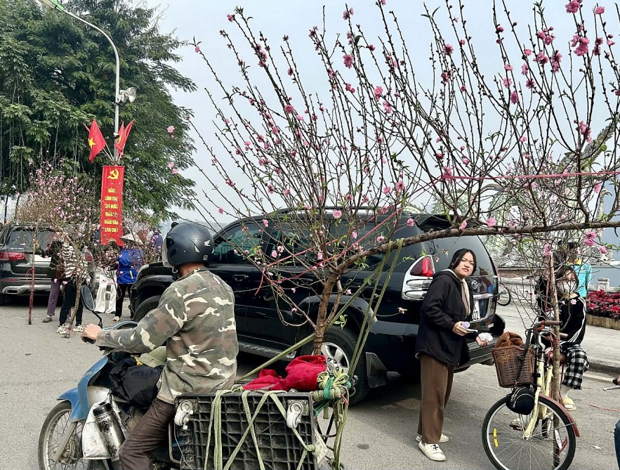 Đào quất xuống phố, Hà Nội rực rỡ sắc Xuân Bính Ngọ