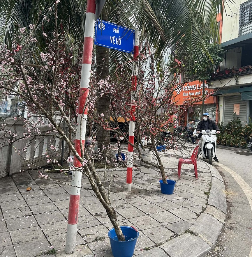 Đào quất xuống phố, Hà Nội rực rỡ sắc Xuân Bính Ngọ