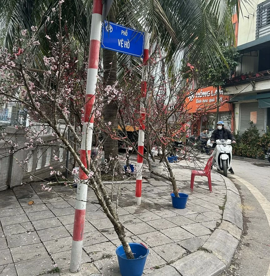 undefined Đào quất xuống phố, Hà Nội rực rỡ sắc Xuân Bính Ngọ