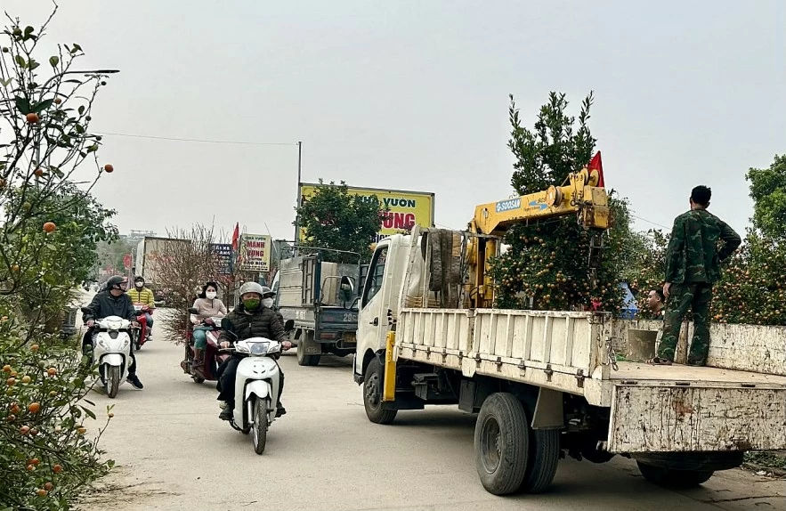 undefined Đào quất xuống phố, Hà Nội rực rỡ sắc Xuân Bính Ngọ