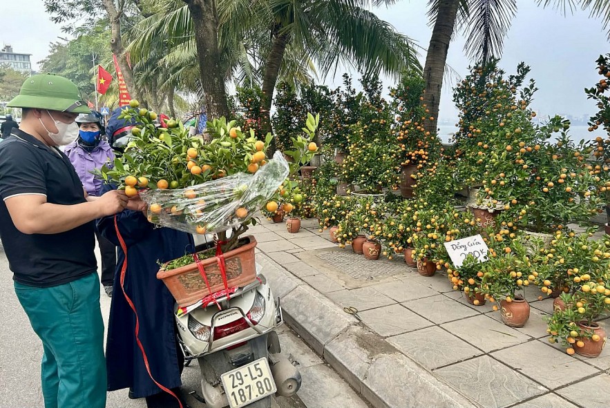 Đào quất xuống phố, Hà Nội rực rỡ sắc Xuân Bính Ngọ