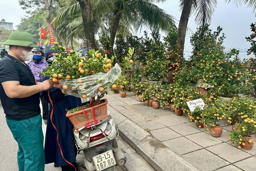 undefined Đào quất xuống phố, Hà Nội rực rỡ sắc Xuân Bính Ngọ