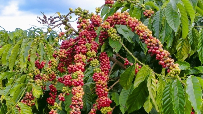 Ngày 12/2: Giá cà phê đảo chiều giảm, hồ tiêu quay trở lại mốc 151.000 đồng/kg