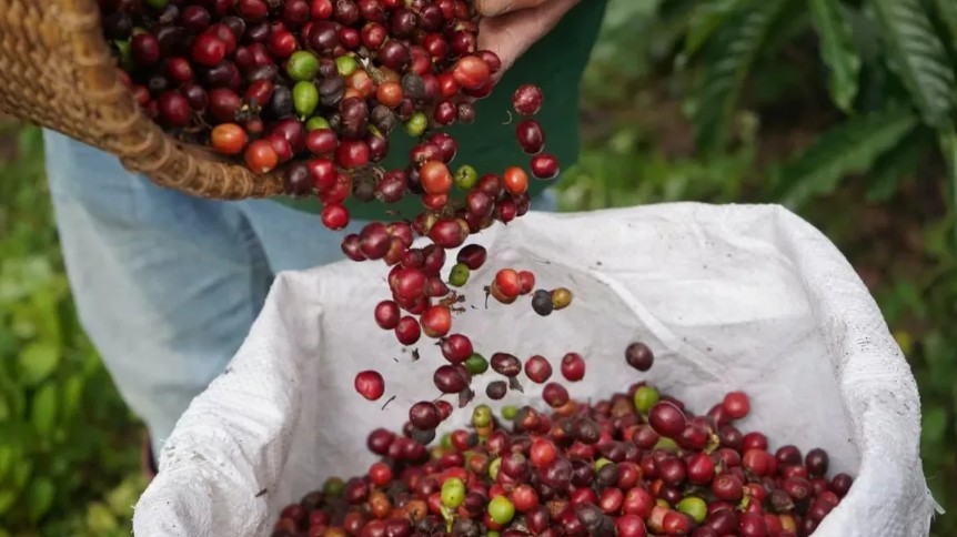 Ngày 13/2: Giá cà phê tăng trở lại, hồ tiêu neo ở mức cao