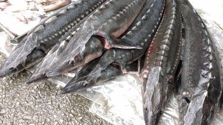 Hải quan đôn đốc siết xử lý cá tầm nhập khẩu, xử lý nghiêm vi phạm