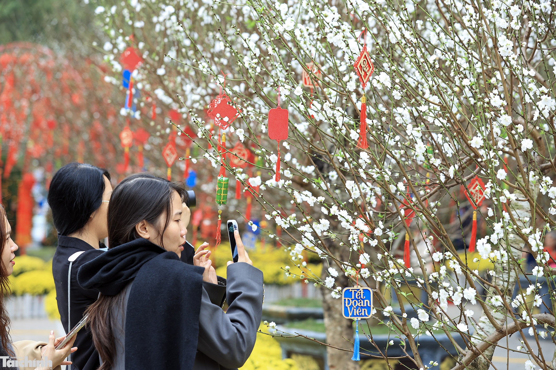 Sắc đào lộng lẫy tại vườn hoa Lý Thái Tổ Sắc đào lộng lẫy tại vườn hoa Lý Thái Tổ