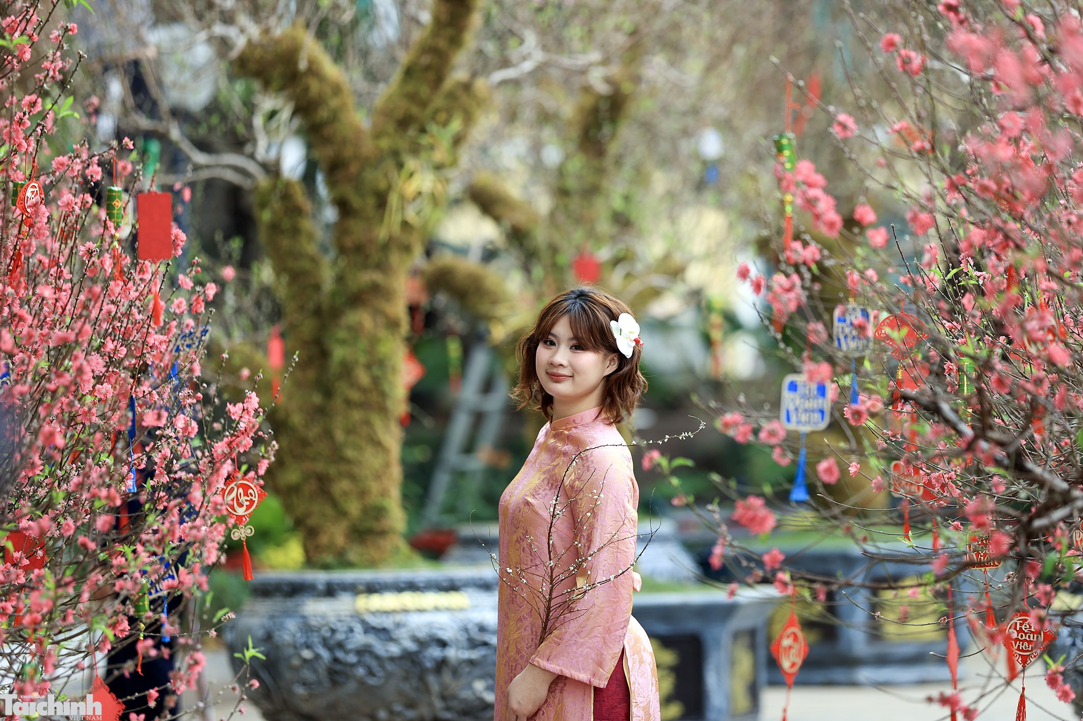 Sắc đào lộng lẫy tại vườn hoa Lý Thái Tổ Sắc đào lộng lẫy tại vườn hoa Lý Thái Tổ