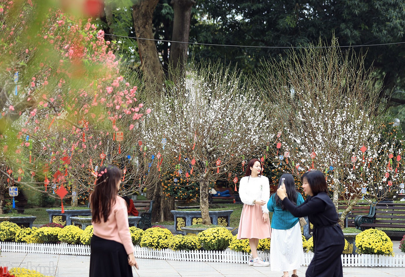 Sắc đào lộng lẫy tại vườn hoa Lý Thái Tổ Sắc đào lộng lẫy tại vườn hoa Lý Thái Tổ