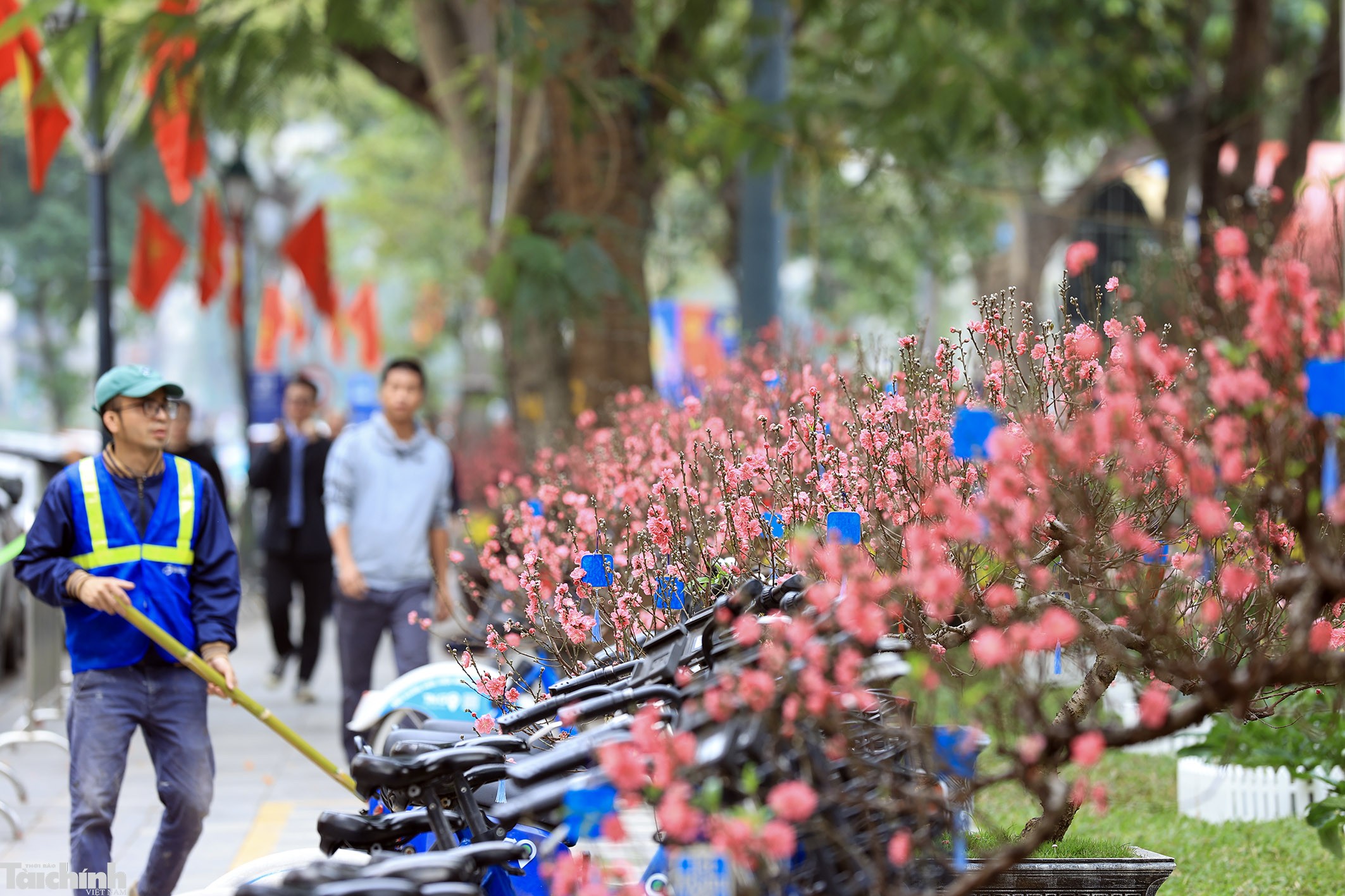 Sắc đào lộng lẫy tại vườn hoa Lý Thái Tổ Sắc đào lộng lẫy tại vườn hoa Lý Thái Tổ