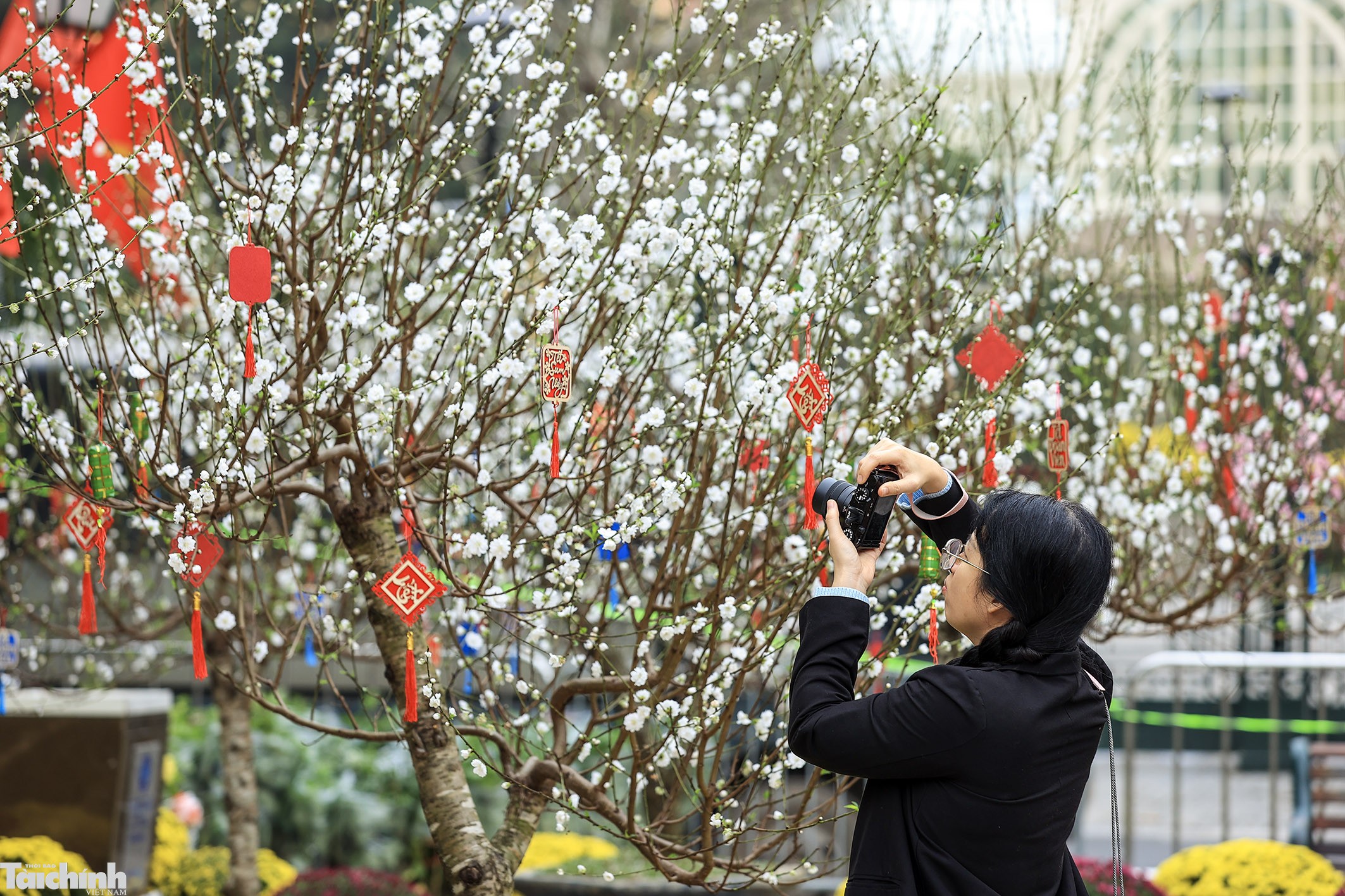 Sắc đào lộng lẫy tại vườn hoa Lý Thái Tổ Sắc đào lộng lẫy tại vườn hoa Lý Thái Tổ