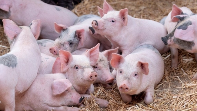 Ngày 15/2: Giá heo hơi duy trì trong khoảng 70.000 - 73.000 đồng/kg