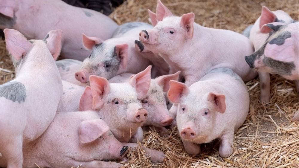 Ngày 15/2: Giá heo hơi duy trì trong khoảng 70.000 - 73.000 đồng/kg