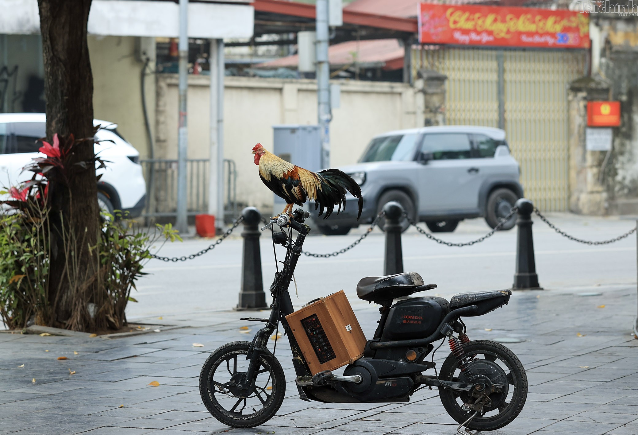 Người Hà Nội thảnh thơi sáng mùng 1 Tết