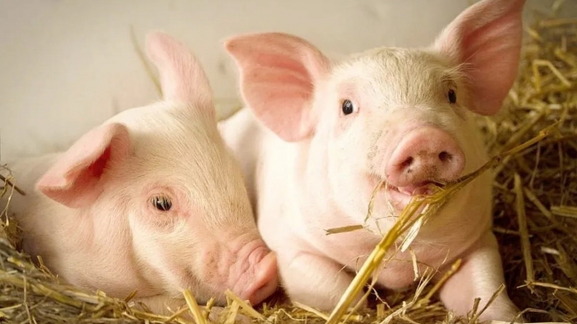 Ngày 19/2: Giá heo hơi "tích lũy" chờ cú hích mới
