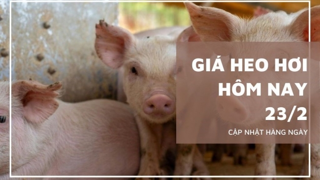 Ngày 23/2: Giá heo hơi bước vào nhịp tích lũy sau cao điểm Tết